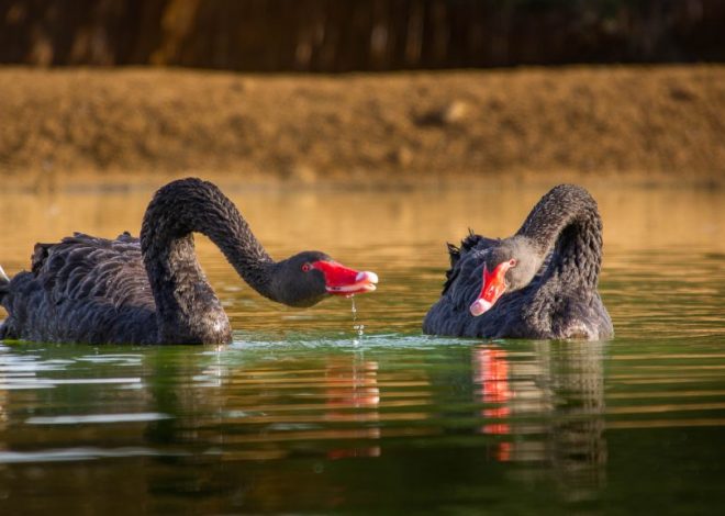 Gay Swan Couple Provided 3D-Printed Eggs by Zoo for Nest Building